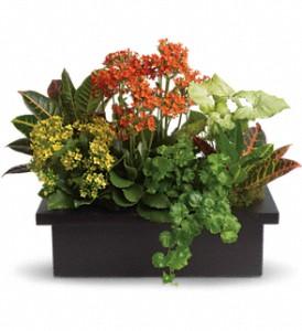 Stylish Plant Assortment